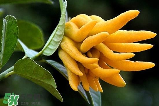 佛手与佛手瓜有什么区别？佛手与佛手钳有什么区别