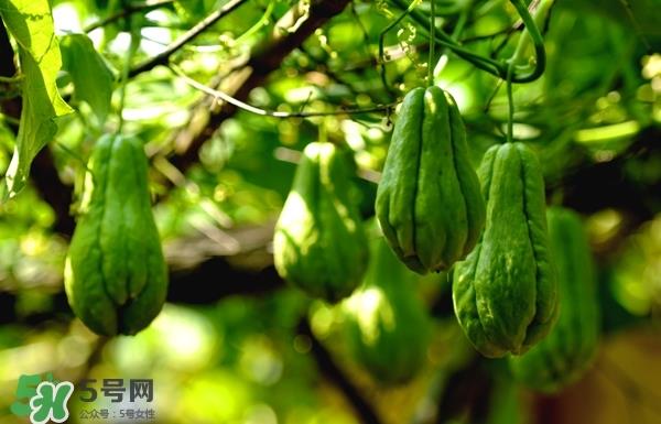 佛手与佛手瓜有什么区别？佛手与佛手钳有什么区别