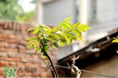 ​春天养生吃什么粥好？春季养生粥品有哪些？