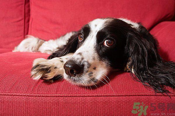 如何清洁沙发？清洁沙发要注意什么？