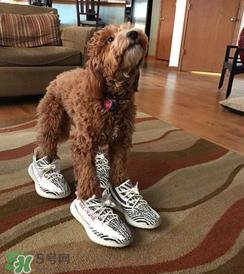 adidas yeezy 350 v2 boost zebra白斑马怎么买_抢购攻略 adidas yeezy 350 v2 boost zebra白斑马怎么买_抢购攻略