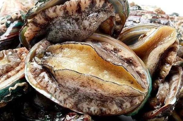 鲍鱼要蒸多少时间才能熟 鲍鱼要焯水吗 鲍鱼要蒸多少时间才能熟 鲍鱼要焯水吗