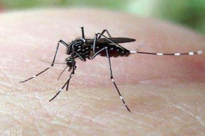 ​蚊子一般在什么季节比较多呢 蚊子喜欢什么血型的人群呢