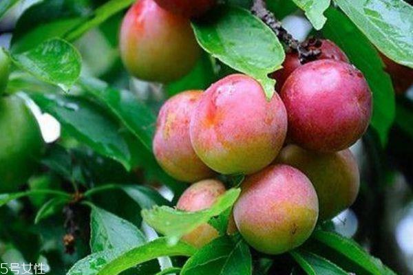 什么是双华李 双华李有什么功效呢