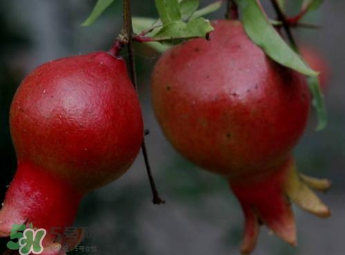 突尼斯软籽石榴营养价值 软籽石榴的功效与作用