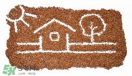 孕妇可以吃荞麦吗?孕妇吃荞麦好吗