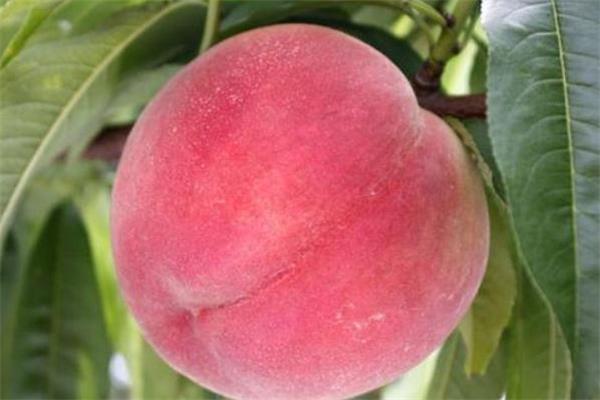 毛桃可以空腹吃吗 毛桃什么时候吃最好 毛桃可以空腹吃吗 毛桃什么时候吃最好