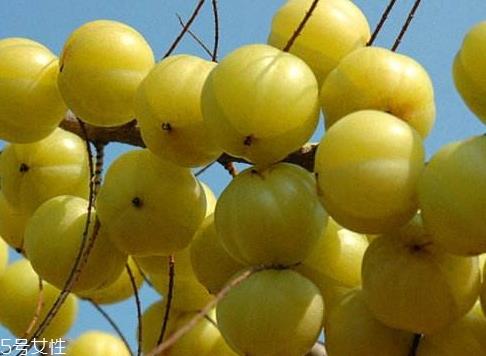 余甘子是橄榄吗?余甘果又叫滇橄榄 余甘子是橄榄吗?余甘果又叫滇橄榄