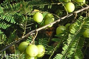 余甘子是橄榄吗?余甘果又叫滇橄榄 余甘子是橄榄吗?余甘果又叫滇橄榄