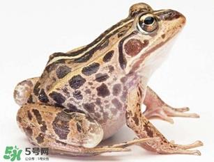 田鸡是癞蛤蟆吗？田鸡和癞蛤蟆的区别