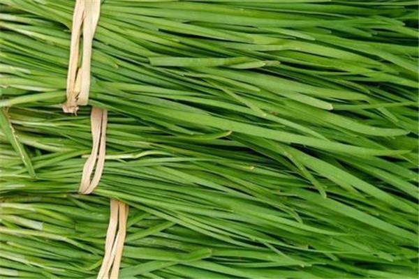夏天能吃韭菜吗 夏天吃韭菜好吗