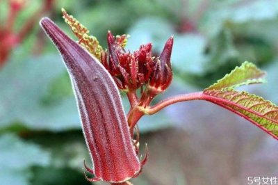 ​红秋葵能生吃吗 红秋葵有什么营养价值呢