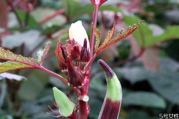 红秋葵能生吃吗 红秋葵有什么营养价值呢