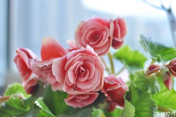 什么是丽格海棠呢 丽格海棠有什么作用呢