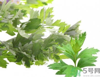 ​新鲜艾叶可以吃吗?什么样的艾叶可以吃