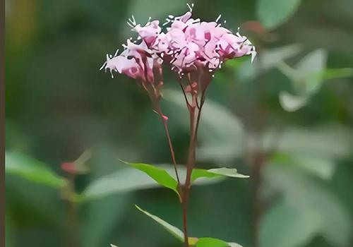 野马追是什么中药 野马追是什么东西 野马追是什么中药 野马追是什么东西
