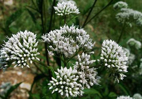 野马追是什么中药 野马追是什么东西 野马追是什么中药 野马追是什么东西