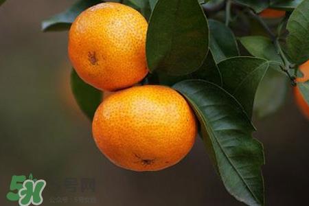 刷牙后吃橘子发苦正常吗？刷牙后吃橘子为什么是苦的？