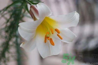 食用百合怎么挑选?如何挑选百合? 食用百合怎么挑选?如何挑选百合?