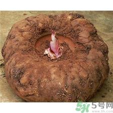 吃魔芋有什么好处?魔芋的功效与作用 吃魔芋有什么好处?魔芋的功效与作用