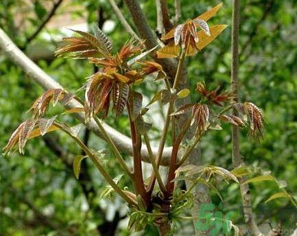 香椿怎么吃才安全?吃香椿的最佳时间是什么时候? 香椿怎么吃才安全?吃香椿的最佳时间是什么时候?