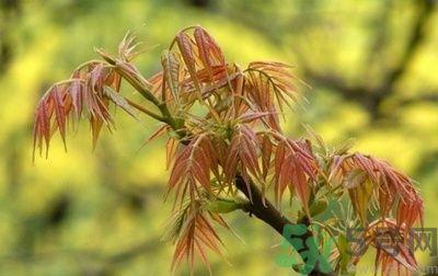 香椿怎么吃才安全?吃香椿的最佳时间是什么时候? 香椿怎么吃才安全?吃香椿的最佳时间是什么时候?