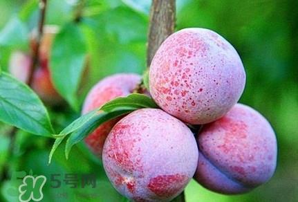 吃双华李上火吗?双华李的功效与作用 吃双华李上火吗?双华李的功效与作用