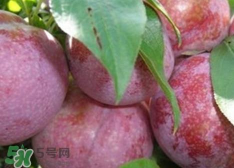 吃双华李上火吗?双华李的功效与作用 吃双华李上火吗?双华李的功效与作用