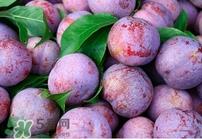 吃双华李上火吗?双华李的功效与作用 吃双华李上火吗?双华李的功效与作用