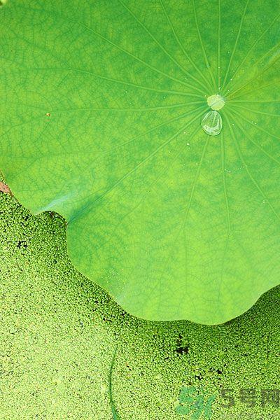 荷叶冬瓜减肥茶有什么功效?荷叶冬瓜减肥茶适宜什么人喝? 荷叶冬瓜减肥茶有什么功效?荷叶冬瓜减肥茶适宜什么人喝?