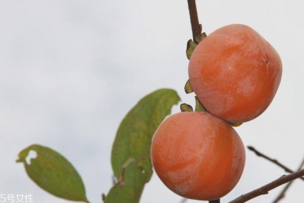 柿子涩嘴怎么办 吃柿子要注意什么 柿子涩嘴怎么办 吃柿子要注意什么