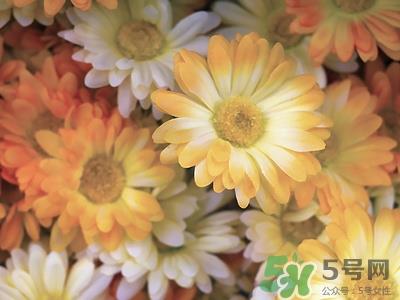 冬天可以喝菊花茶吗?冬天喝菊花茶好吗