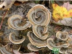 云芝和灵芝的区别 云芝的功效与作用