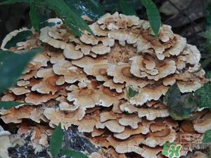 云芝和灵芝的区别 云芝的功效与作用