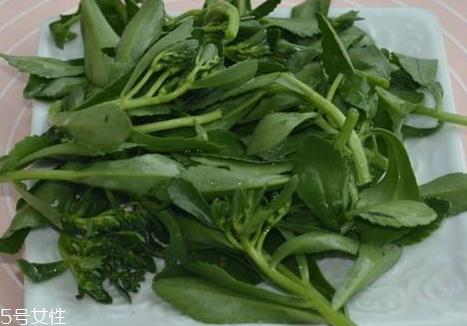 高钙菜多少钱一斤 高钙菜的营养价值 高钙菜多少钱一斤 高钙菜的营养价值