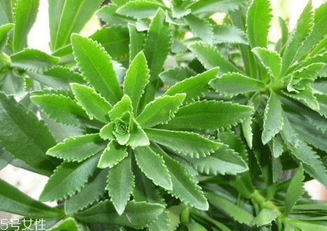 高钙菜多少钱一斤 高钙菜的营养价值 高钙菜多少钱一斤 高钙菜的营养价值