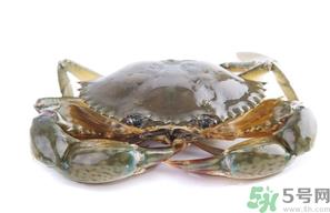 梭子蟹怎么挑选?梭子蟹挑选图解 梭子蟹怎么挑选?梭子蟹挑选图解