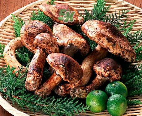 新鲜松茸怎么清洗?新鲜松茸怎么处理 新鲜松茸怎么清洗?新鲜松茸怎么处理