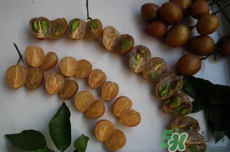 黄皮果核能治疗什么病?黄皮核的功效与作用 黄皮果核能治疗什么病?黄皮核的功效与作用