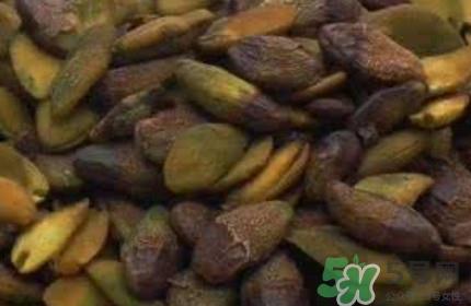 黄皮果核能治疗什么病?黄皮核的功效与作用 黄皮果核能治疗什么病?黄皮核的功效与作用