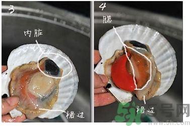活扇贝怎么处理?活扇贝怎么打开? 活扇贝怎么处理?活扇贝怎么打开?
