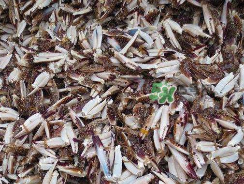 冷冻的梭子蟹能吃吗?冷冻的梭子蟹怎么做? 冷冻的梭子蟹能吃吗?冷冻的梭子蟹怎么做?