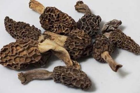 羊肚菌有毒吗？羊肚菌可以人工种植吗？