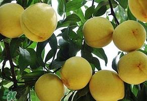 砀山黄桃几月成熟?砀山黄桃几月上市 砀山黄桃几月成熟?砀山黄桃几月上市