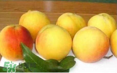 砀山黄桃几月成熟?砀山黄桃几月上市 砀山黄桃几月成熟?砀山黄桃几月上市