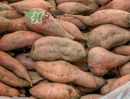 地瓜怎么煮熟的快?地瓜切成片煮还是整个煮好 地瓜怎么煮熟的快?地瓜切成片煮还是整个煮好