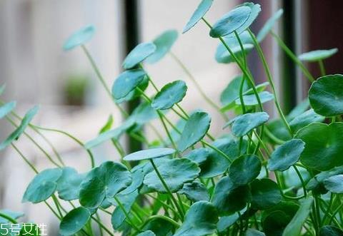 金钱草能治痔疮吗 治痔疮配方