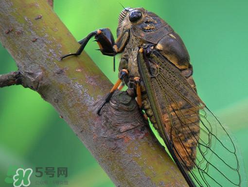 知了怎么保存不发黑？知了猴变黑了怎么办？