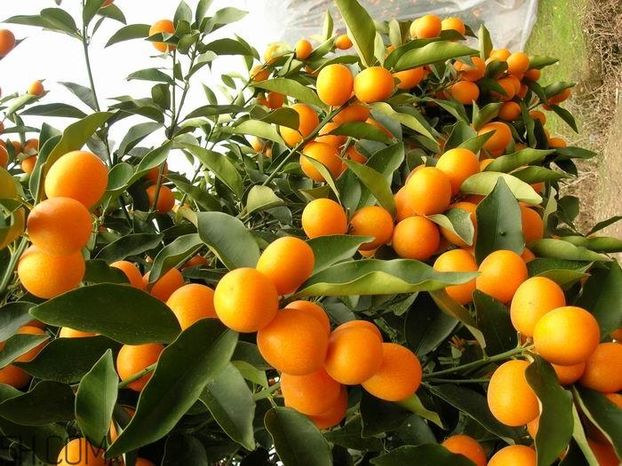 吃了金桔能喝牛奶吗？金桔和牛奶能一起吃吗？