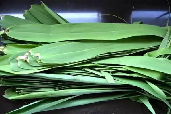 粽叶有点发霉还能用吗 粽叶有霉味怎么处理 粽叶有点发霉还能用吗 粽叶有霉味怎么处理